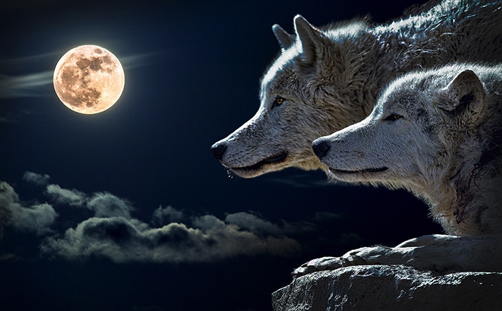 Paranormal picks: Our 11 all-time favorite wolf shifters